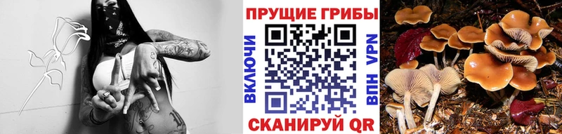 Купить  Козьмодемьянск  Галлюциногенные грибы GOLDEN TEACHER 